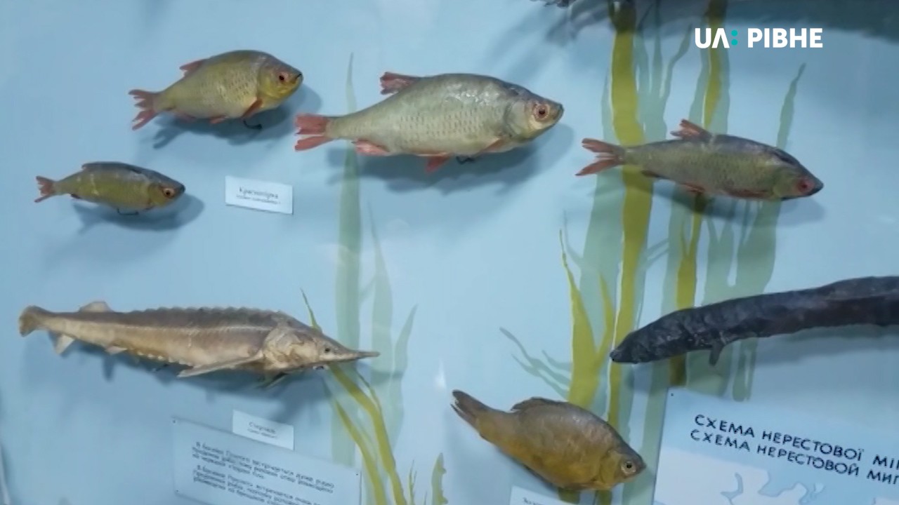 Таксидерміст подарував рівненському музею опудало риби (ФОТО)