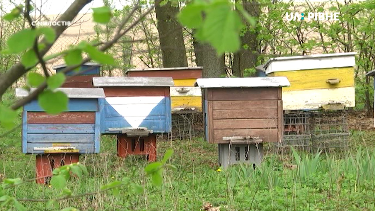 На пасіці Рівненського району гинуть бджоли (ВІДЕО)