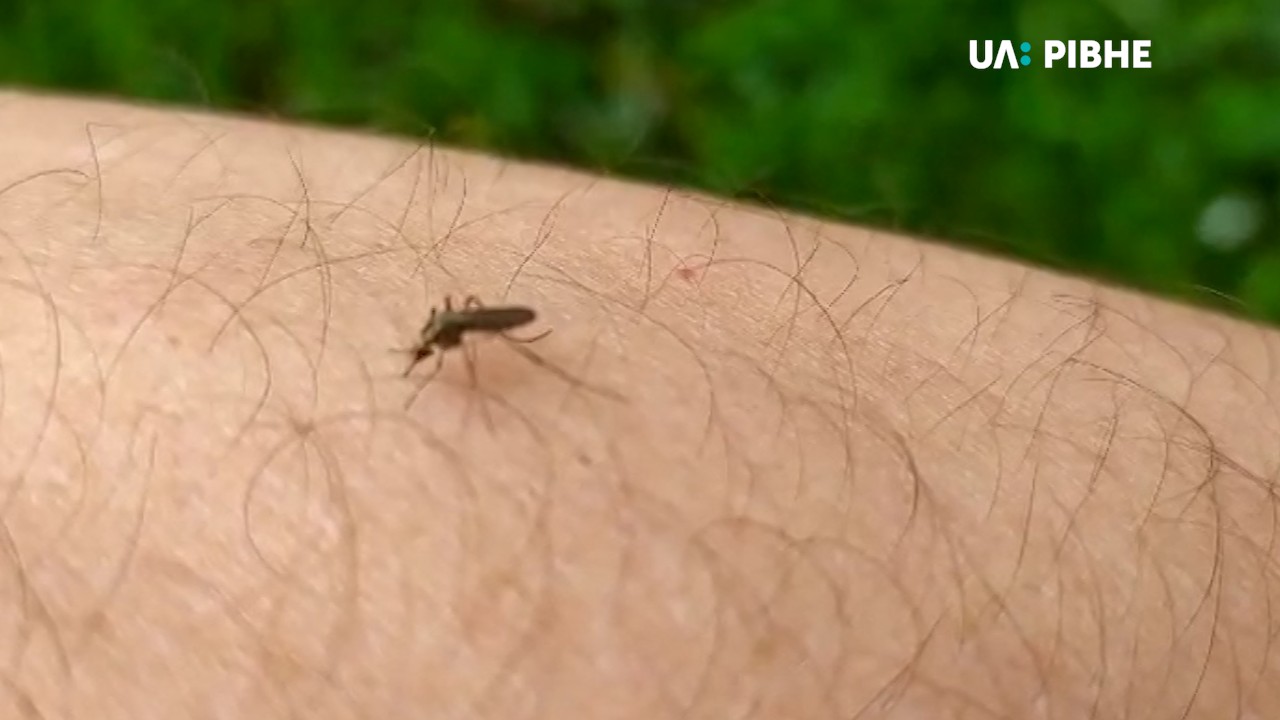 Нашестя комарів: чому їх так багато та як боротись із укусами (ВІДЕО)