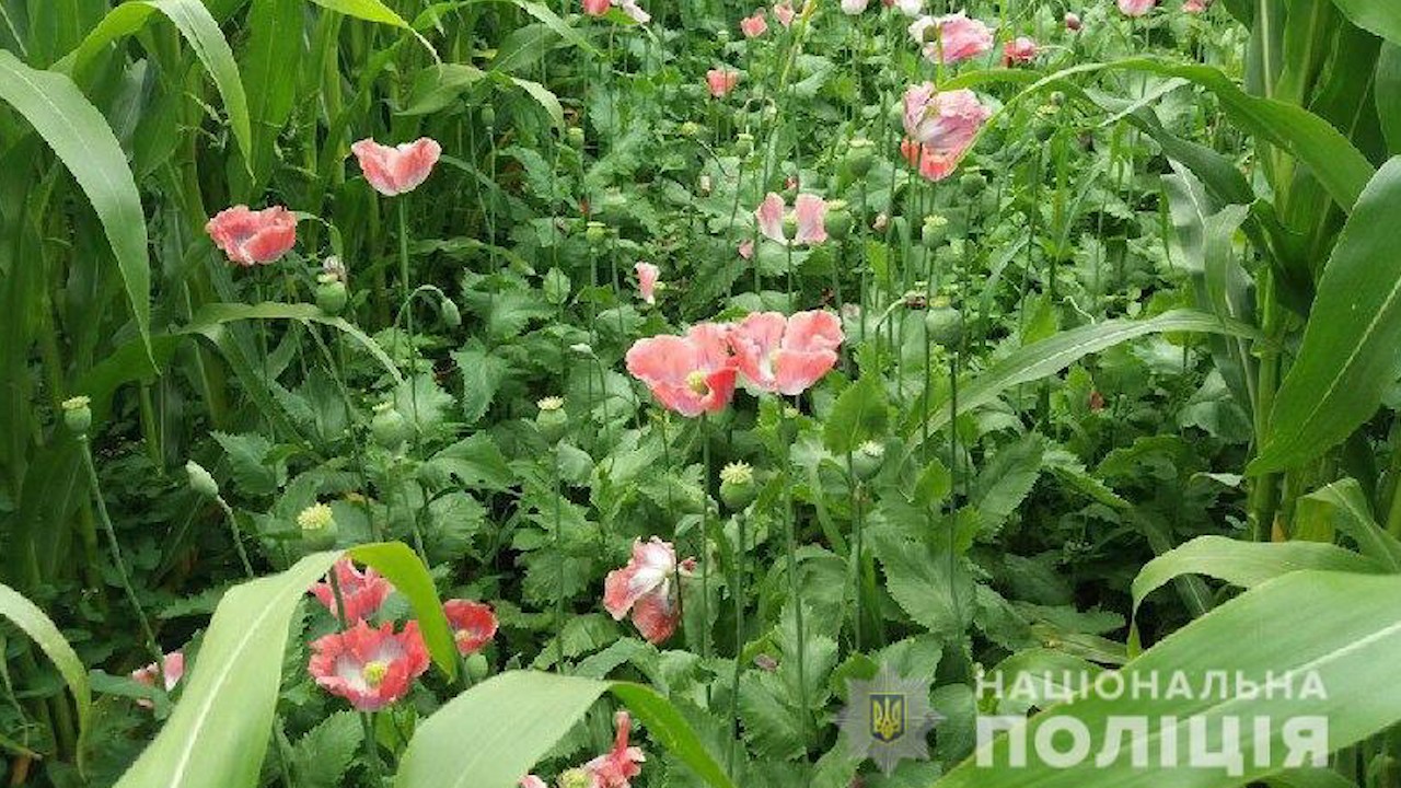 Понад 5000 нарковмісних рослин знищили поліцейські на Рівненщині (ФОТО)