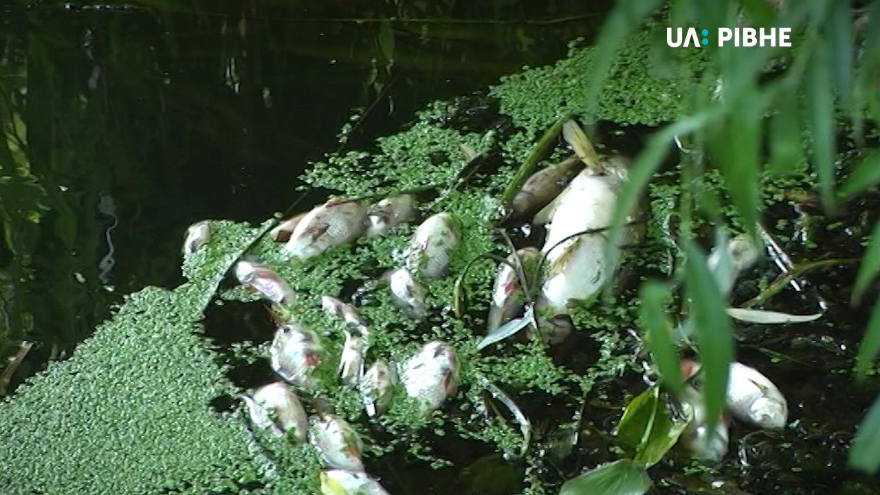 Причиною масової загибелі риби в річці Устя стала недостатня кількість кисню