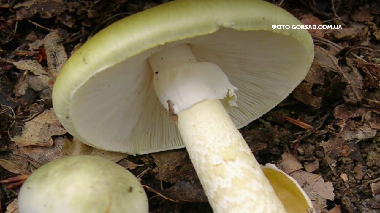 На Рівненщині зафіксували перше отруєння грибами в цьому році